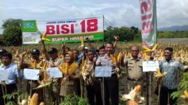 PANEN RAYA PETANI  JAGUNG 