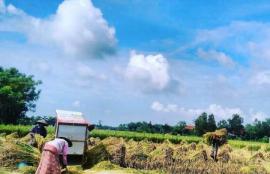 PANEN PADI TIBA, PETANI GEMBIRA