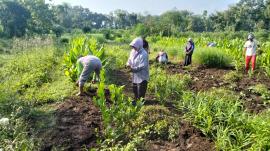 KALURAHAN SUMBEREJO TARGETKAN MENJADI PUSAT EDUKASI TANAMAN HERBAL