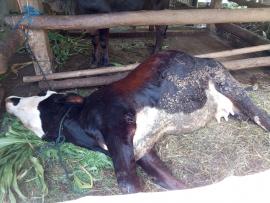 Wabah PMK Sebabkan Kematian Ternak Sapi di Kalurahan Sumberejo