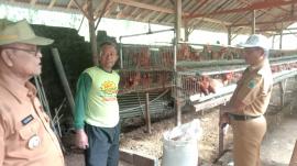 Monitoring Program Ketahanan Pangan BUMDes di Kandang Ayam Petelur Padukuhan Bendo